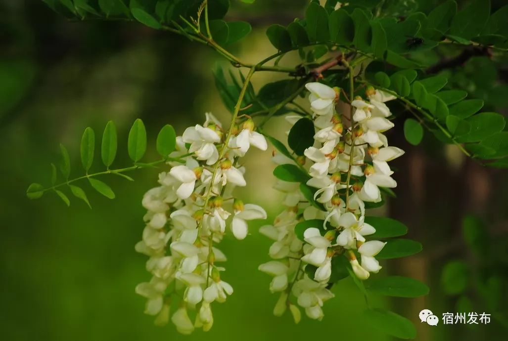 洋槐花几月份开花(上海洋槐花几月份开花)