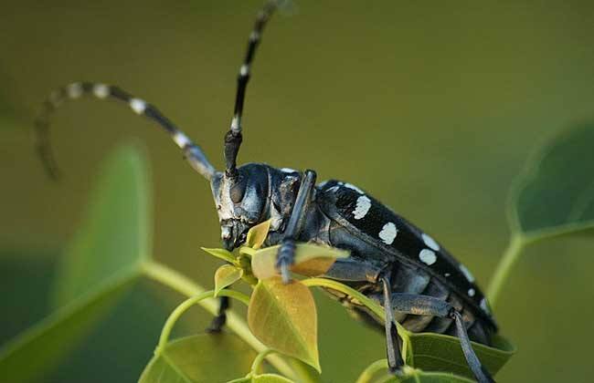 原创农村野外的天牛现在也专门有人去捕捉老农说这虫子能卖钱