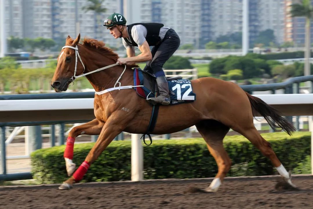 富衛保險冠軍賽馬日參賽馬匹週四晨操報導