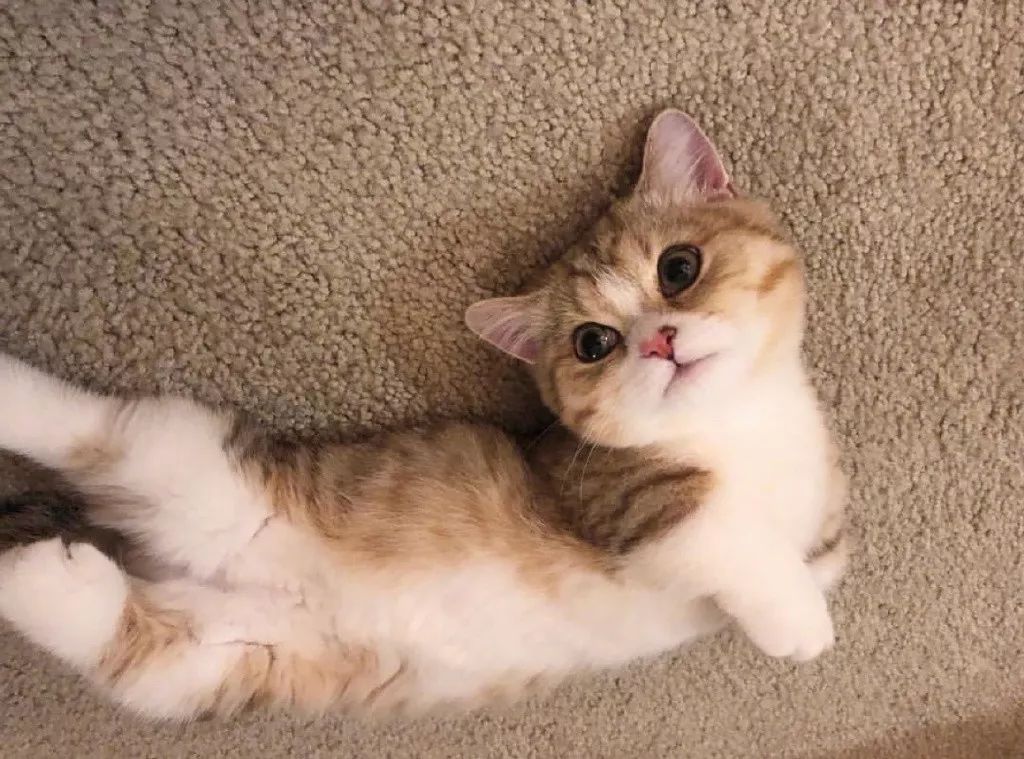 曼赤肯猫simba小短腿超萌的受不了啦