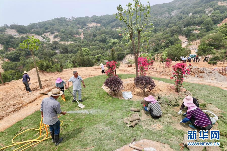 4月24日,福清市城頭鎮峰前山上,工人在墳墓整治區植樹鋪草坪,並同步