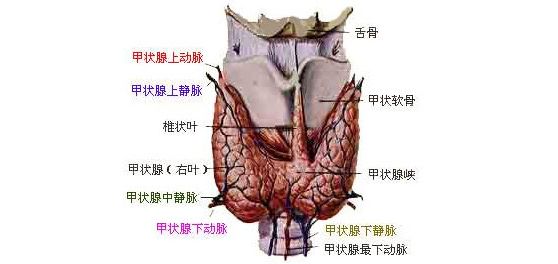 甲状旁腺的位置图片图片