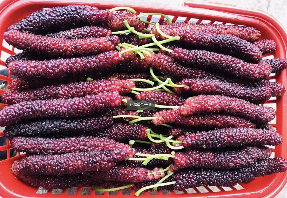 巴南桑葚树挂满"毛毛虫",最长可达18厘米!看得直舔屏!