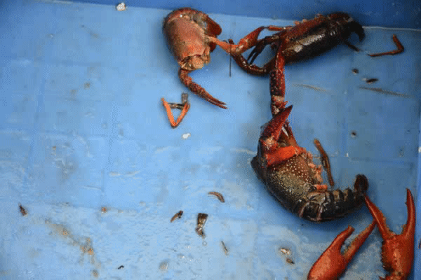 600_400gif 动态图 动图