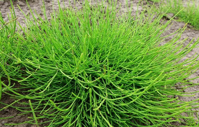 农村这种罕见的植物,能在土里吸金,如今价值很高,见到不要扔