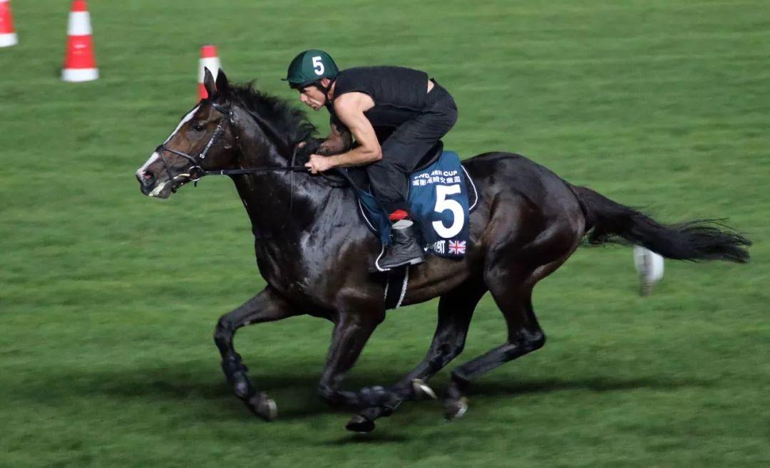 【富卫保险冠军赛马日】参赛马匹(周四)晨操报导_香港