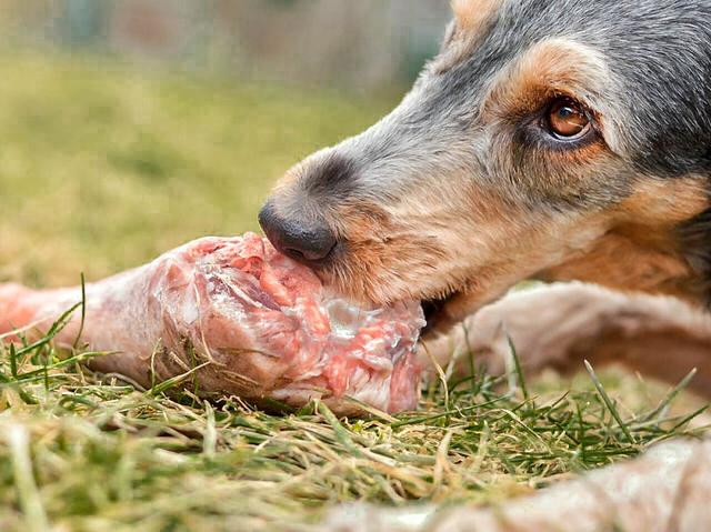 不要随便给猫或狗吃生肉,挺危险的