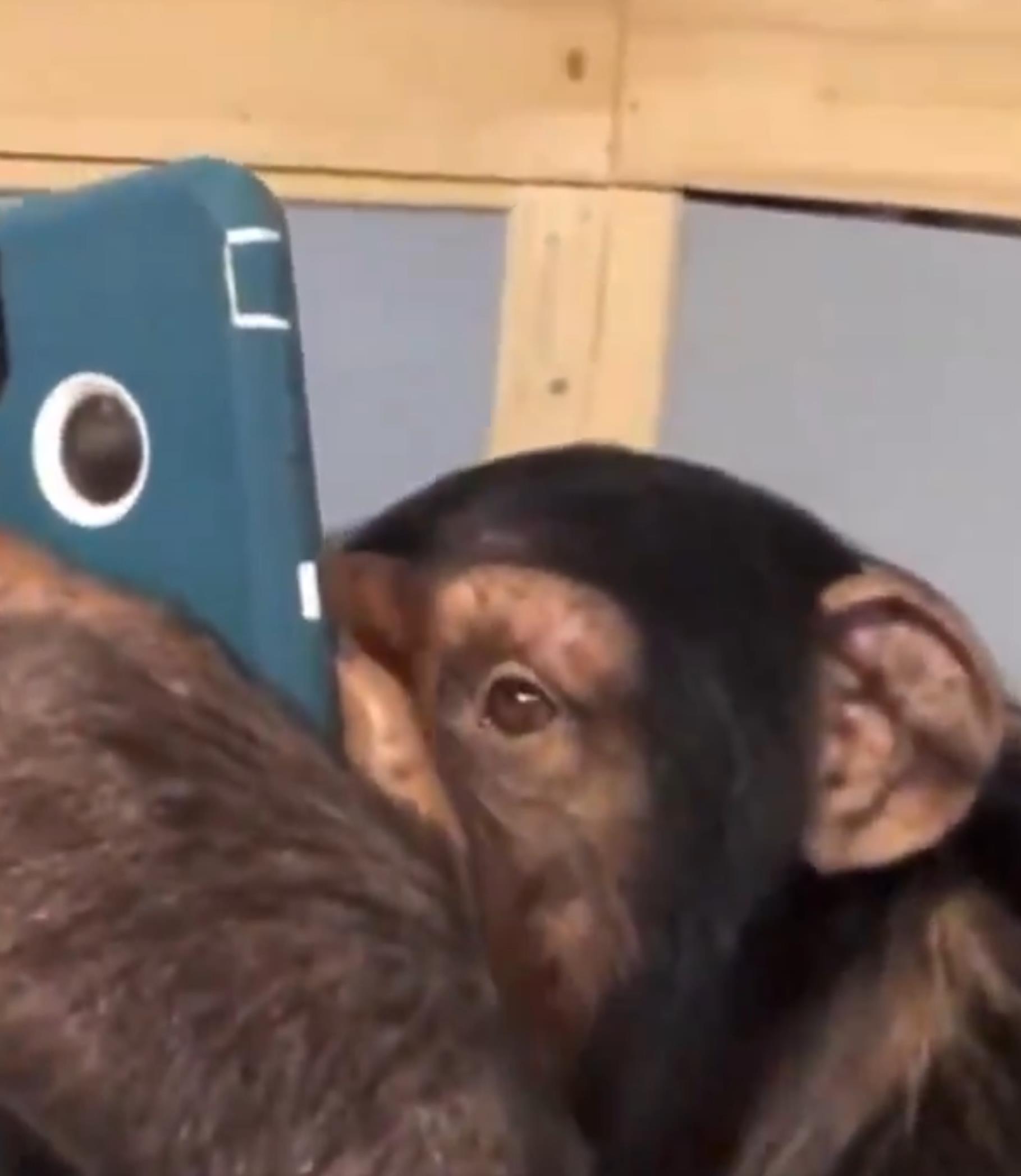 这只猩猩拿起手机玩起了instagram!
