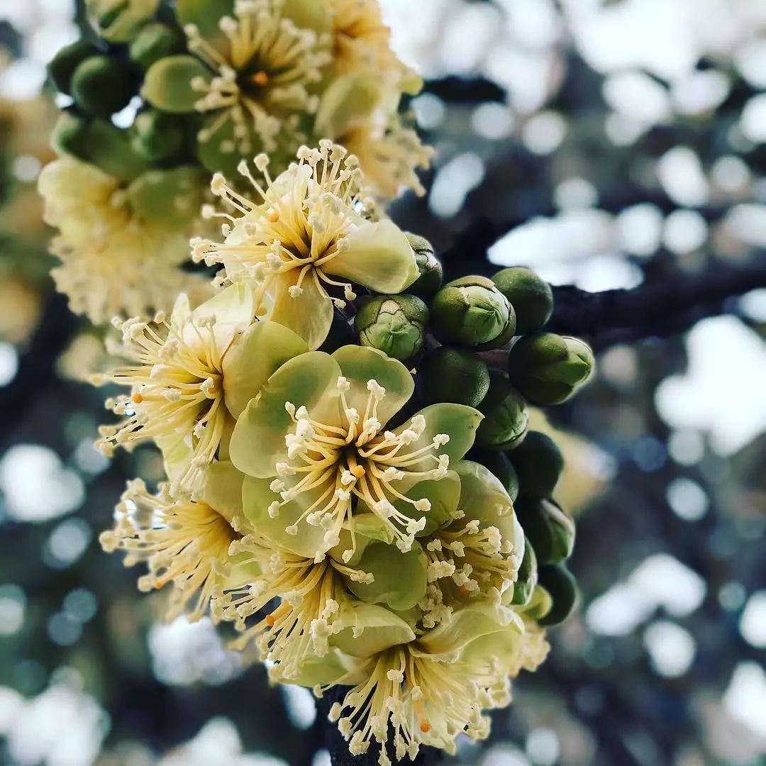 霸气榴莲的悲伤发展史花美果甜遗臭万年