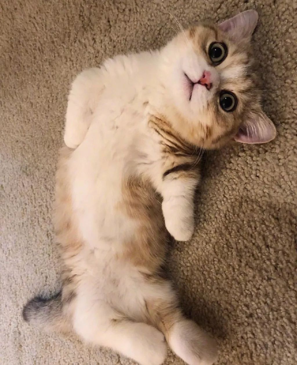 曼赤肯猫simba小短腿超萌的受不了啦