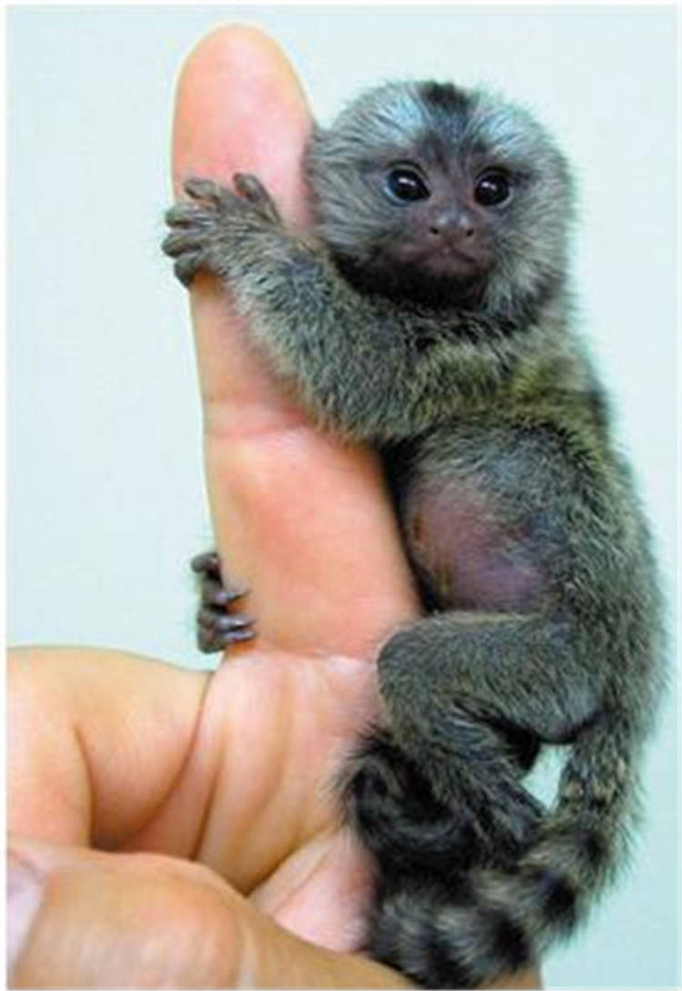 狨猴号称世界上最小的猴子在可以饲养吗