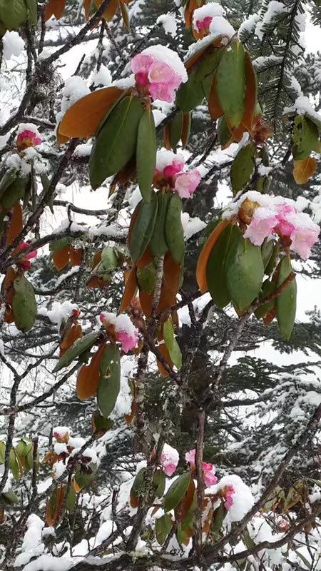 黄龙高山杜鹃翘首迎游客