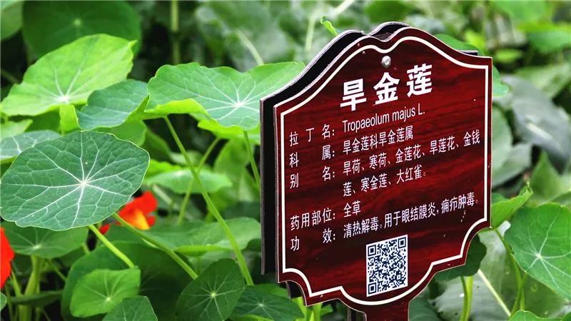 高,中,矮不同的草药有序地种在一起,互为映衬,相得益彰,构成了百草园