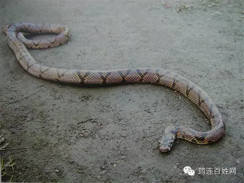 四川蛇类分布图片