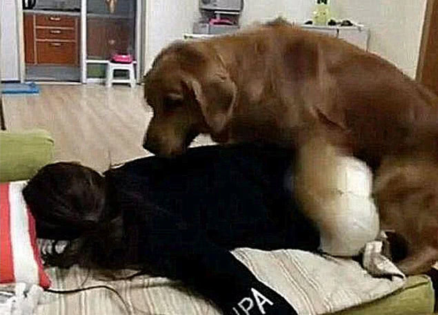 金毛犯错被教训急了眼竟把女主人扑倒在沙发上下一幕让人崩溃