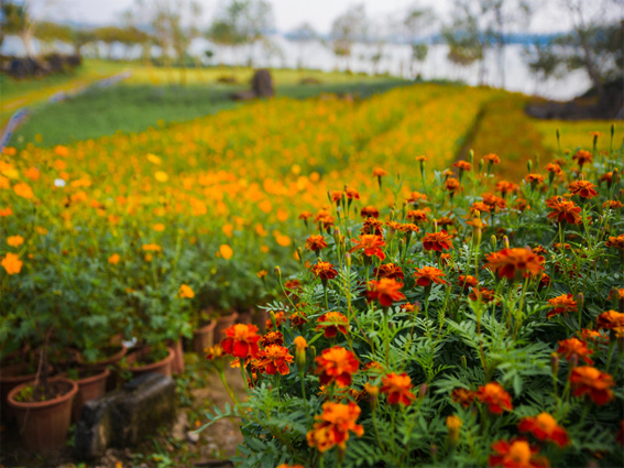 定安香草田园共享农庄