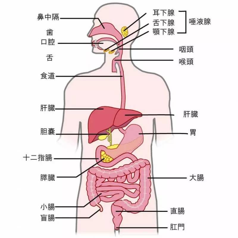 人体胃部位置图位置图片