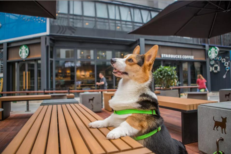 星巴克江苏首家宠物友好店现身嘉宏moocstar星光天地