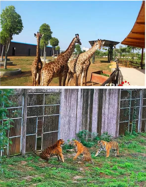 動物大世界距離平南高速路出口和動車站只有15分鐘的車程,佔地 1300