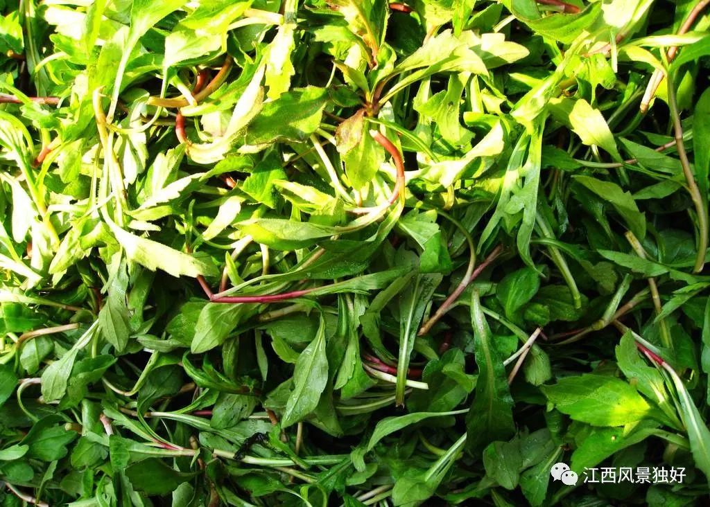 江西人最爱吃的9种春天野菜,你都吃过吗?