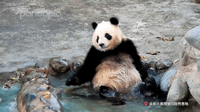 跟国宝学正确的搓澡姿势