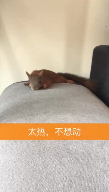 发现一只懒鼠上热门给你们直播啊