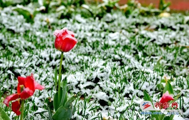 故事传记|一场春雪，惊艳了忻州的春天 惊艳了你的视觉