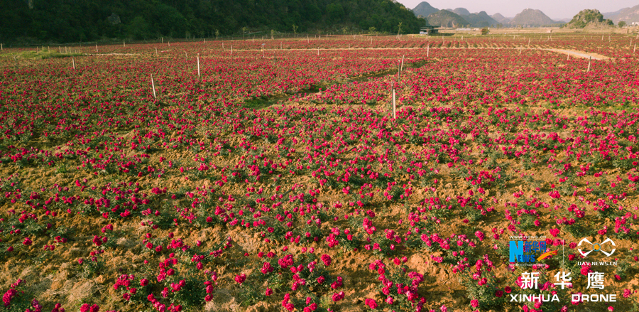 据了解,丘北县于2013年引进食用玫瑰种植加工,并在普者黑景区建成集