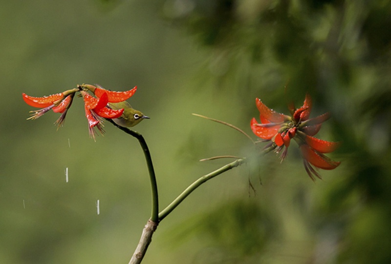 原创什么是互补色摄影作品中互补色如何应用