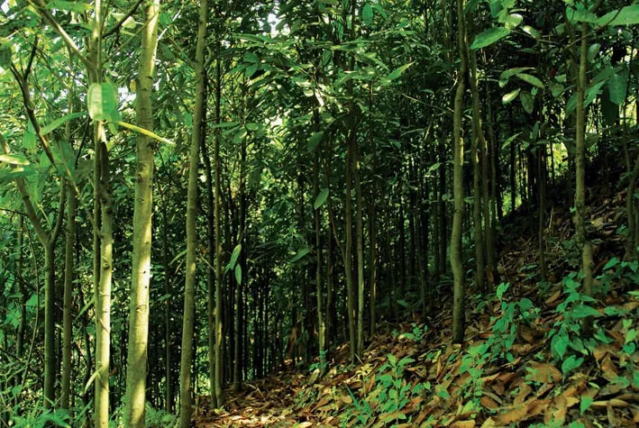 一株肉桂刨出6亿元重庆日报推介罗定肉桂产业