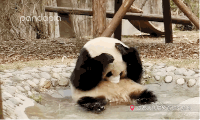 跟国宝学正确的搓澡姿势