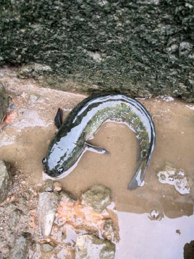 广西农村常见的一种鱼,小时候爷爷说它是"救命药"