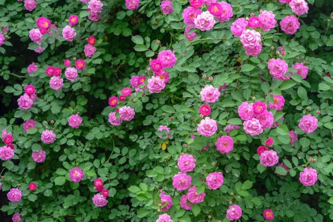 咔嚓师大这一片蔷薇花海照靓你的美