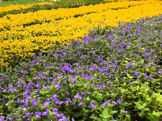 定安香草田园共享农庄
