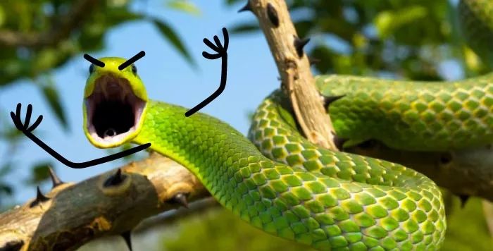 麻蛇表情包图片