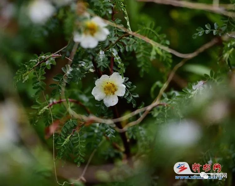 故事传记|一场春雪，惊艳了忻州的春天 惊艳了你的视觉