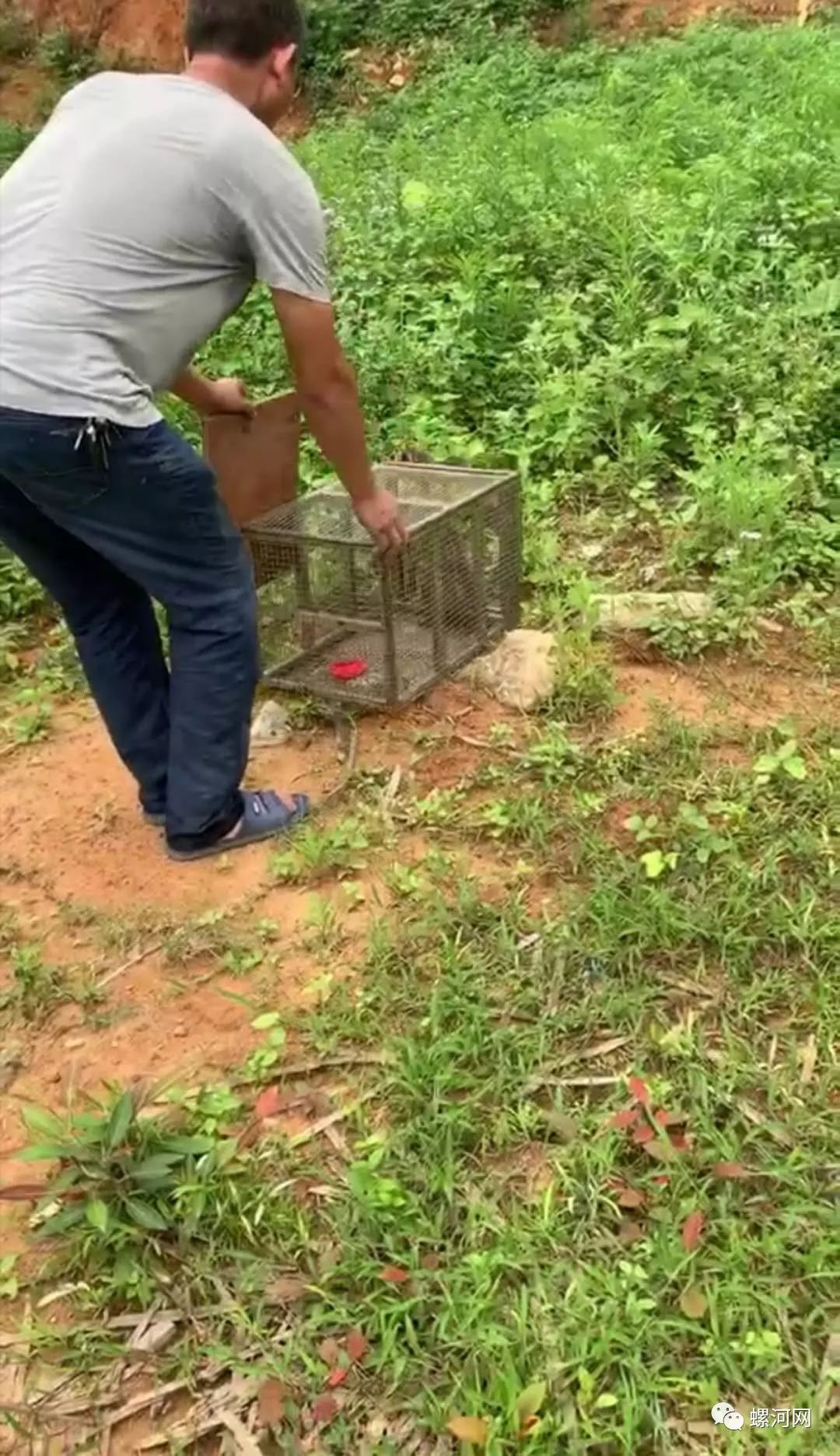 赞!河口田墩村民救助受伤幼石豹,放归大自然