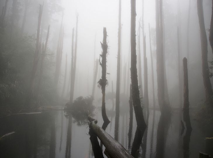 旅游| 台湾南投宛如走进童话般的迷雾场景-忘忧森林