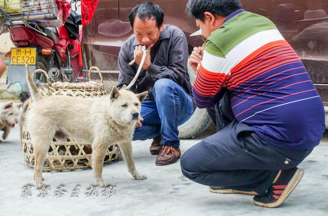 河间狗市图片