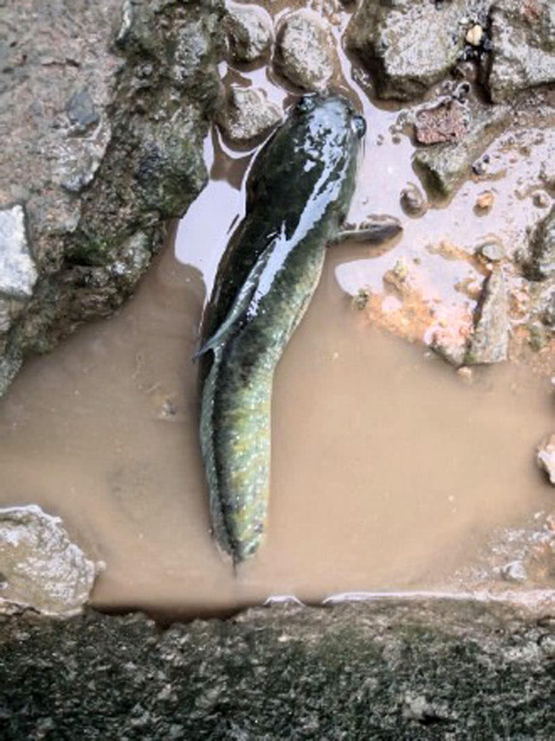 廣西農村常見的一種魚,小時候爺爺說它是