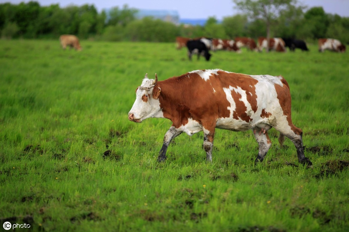 苜蓿草料的饲喂利用技术