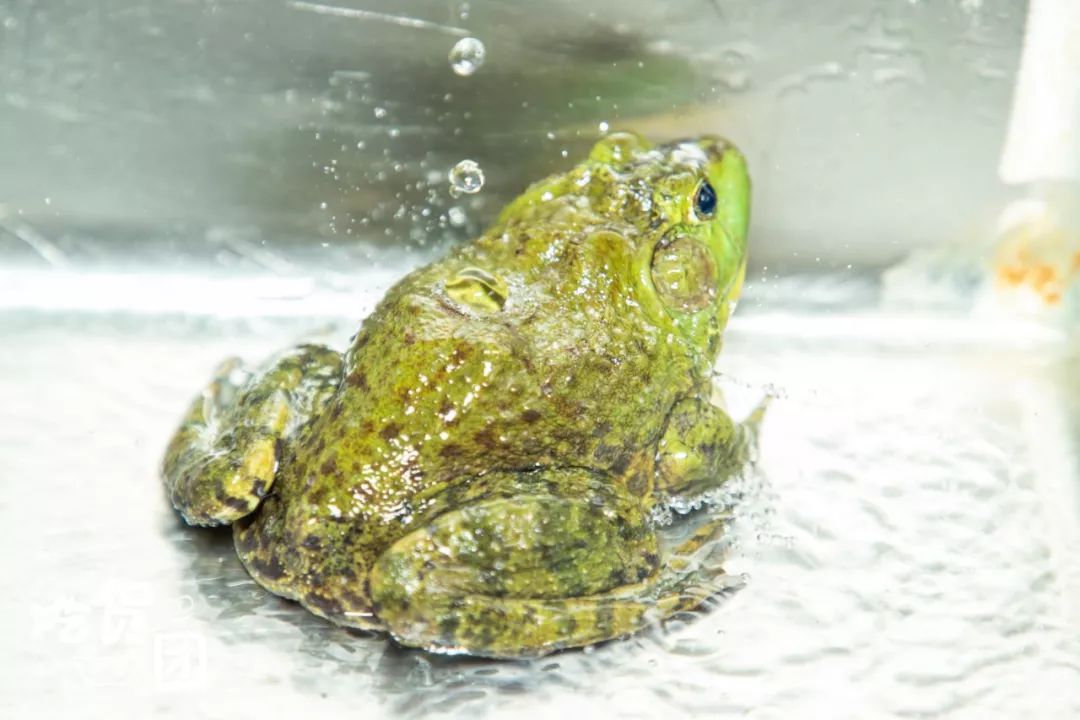 引爆昆明的美蛙20版本来了连续5天送霸王餐