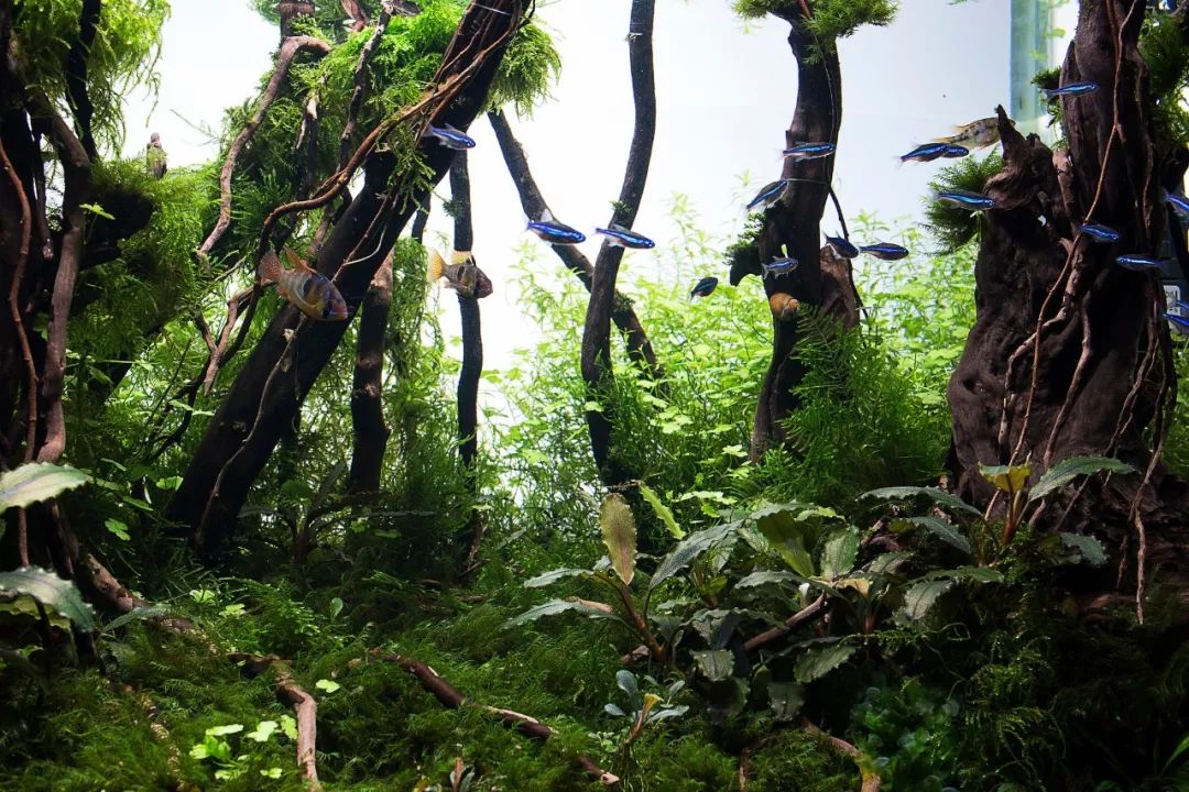 本色水景水草造景慢慢来一个耗时255天的森林景观鱼缸造景学习培训