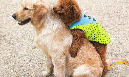 泰迪骑跨的4大原因,别再说它太色了!