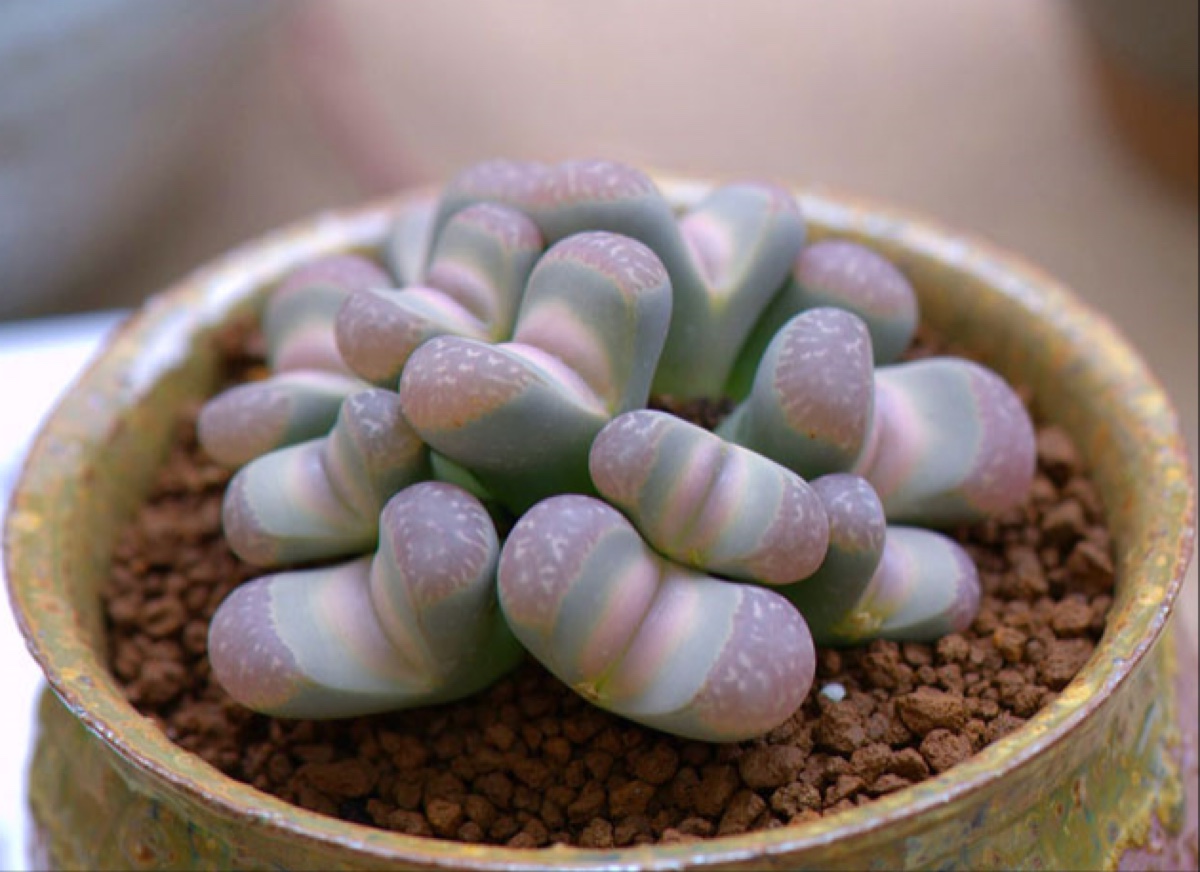 花多采 | 进击的生石花!最全生石花指南