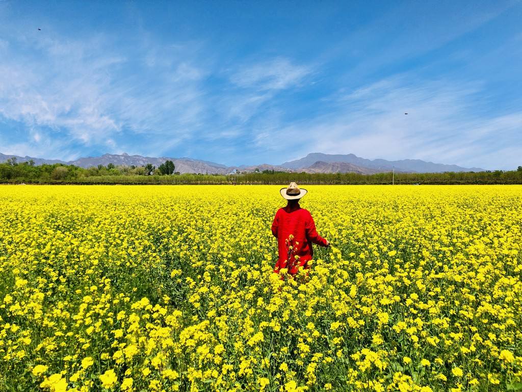 北京的油菜花太美了花多人少还免费