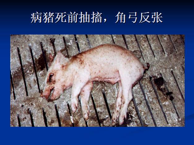 与你认识中不一样的链球菌病