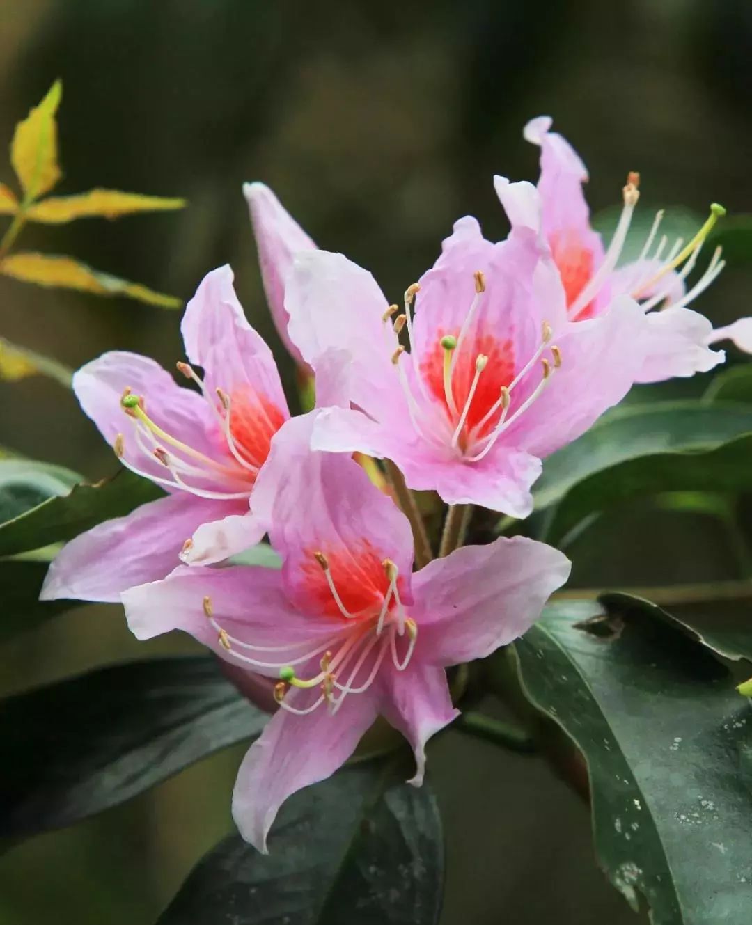 娇嫩欲滴之花中西施 卢伊琳/摄