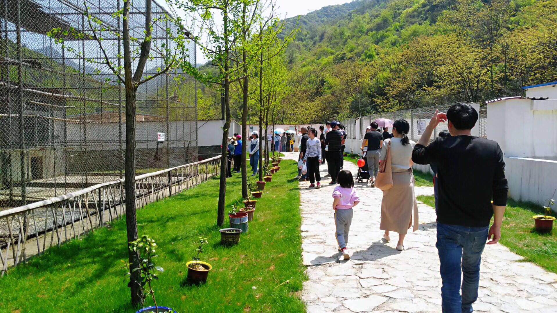 五一到铜陵市动物园赏雄狮