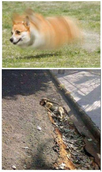 巨臂柴犬和筋肉狐狸走红动物界的战争越演越烈